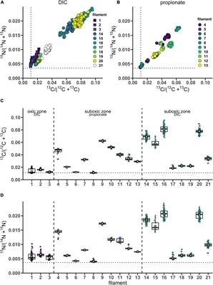 Cell Cycle, Filament Growth and Synchronized Cell Division in Multicellular Cable Bacteria